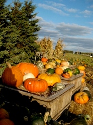 Pumpkin Farm